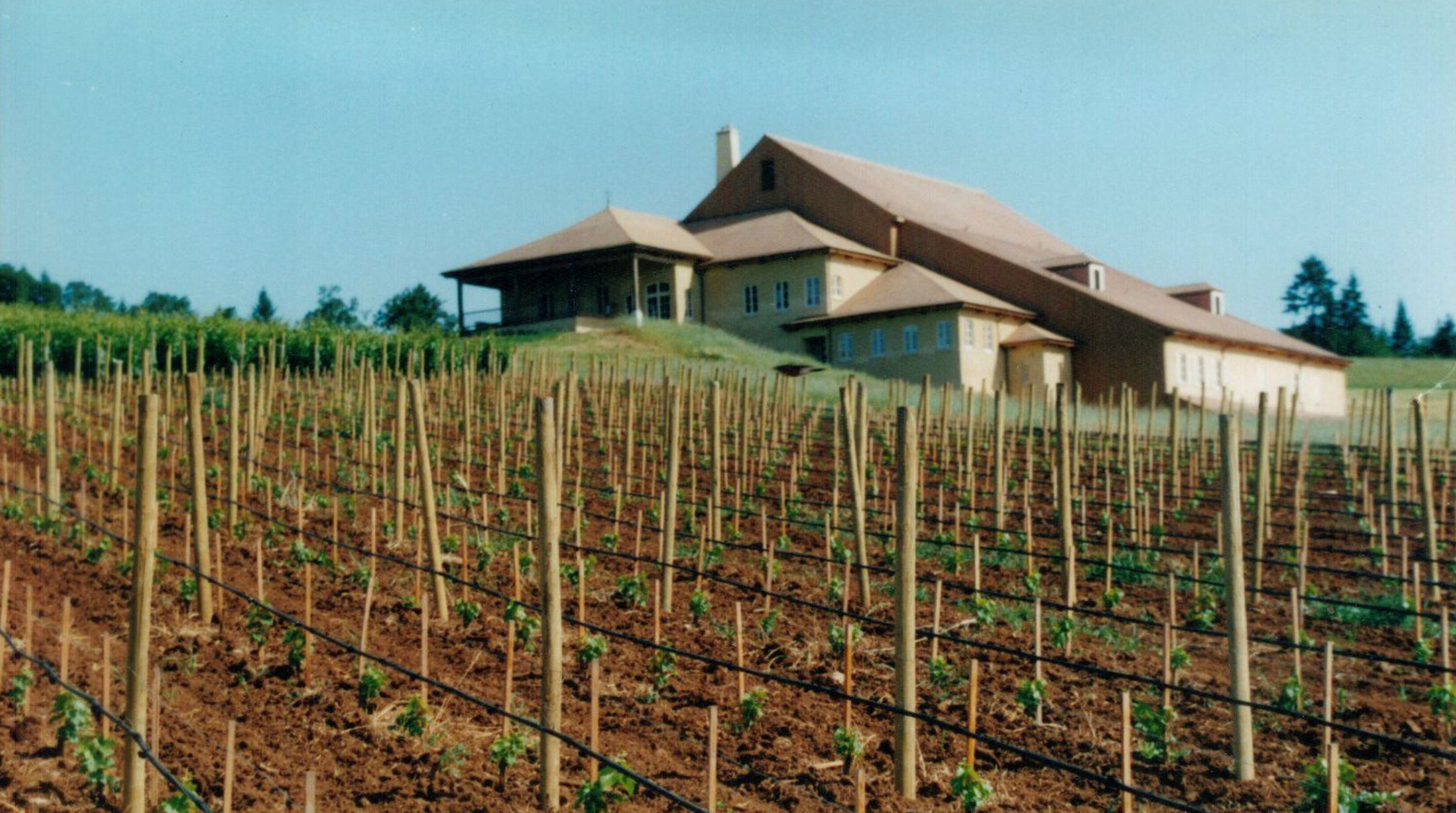 DDO-New-Plantings Original DDO winery with young grapevines