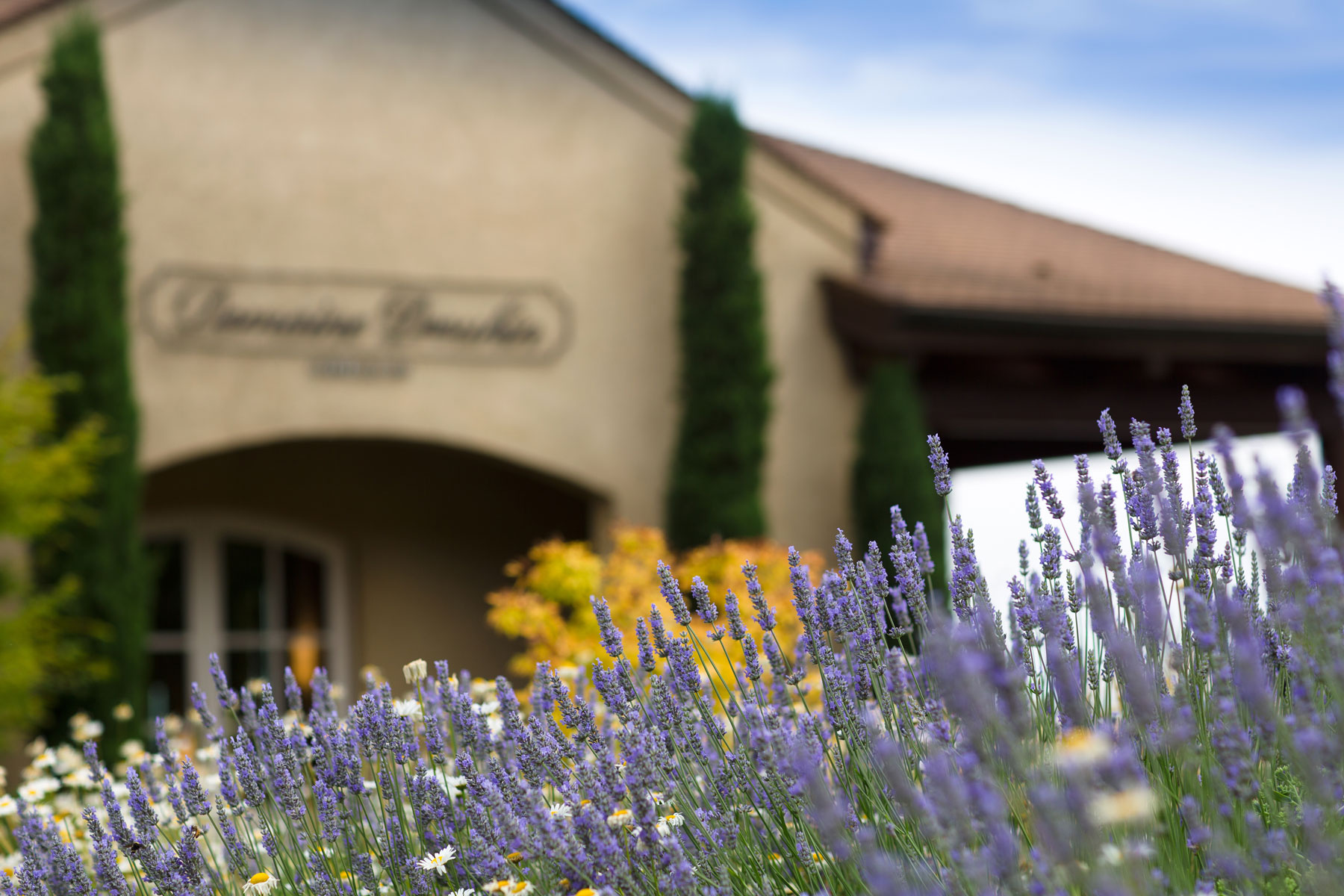 Blooming lavender bushes in front of the entrance to the tasting room