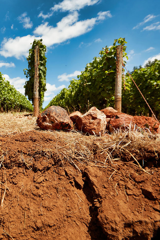 End of vine rows with rocks and red clay soil