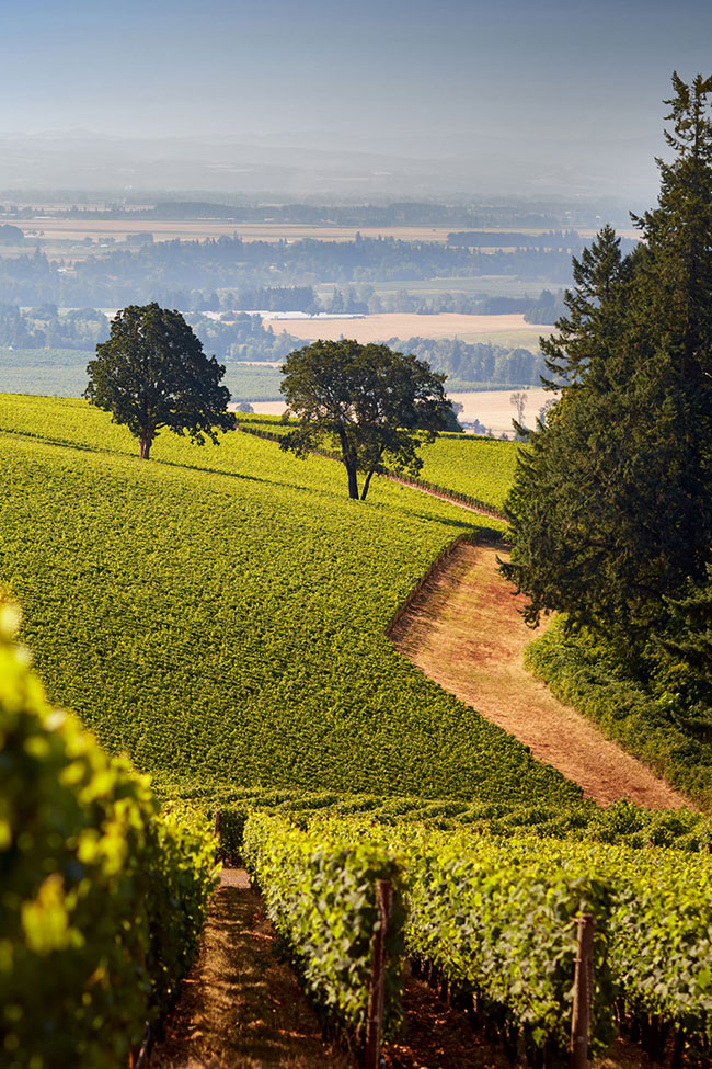 View of vineyards and trees
