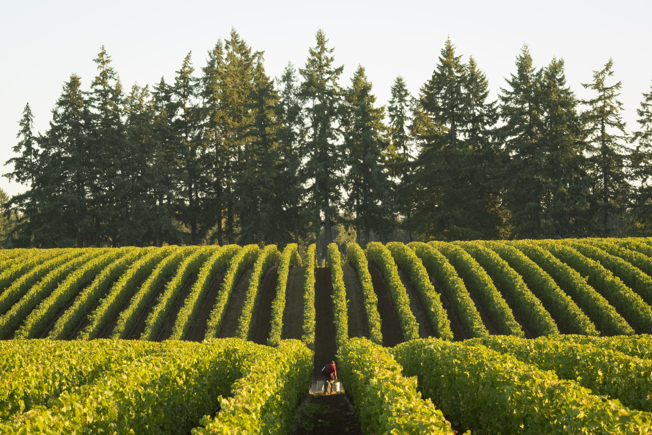 2022 roserock pinot noir domaine drouhin oregon